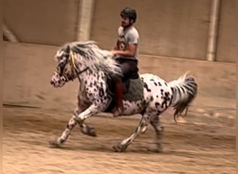 Más ponis/caballos pequeños, Caballo castrado, 10 años, 142 cm, Atigrado/Moteado