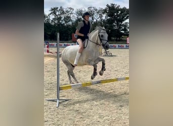 Más ponis/caballos pequeños, Caballo castrado, 10 años, 143 cm, Tordo