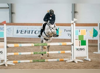 Más ponis/caballos pequeños, Caballo castrado, 10 años, 143 cm, Tordo