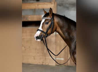 Más ponis/caballos pequeños, Caballo castrado, 10 años, 145 cm, Castaño