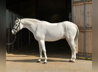 Más ponis/caballos pequeños, Caballo castrado, 10 años, 145 cm, Tordo