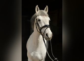 Más ponis/caballos pequeños, Caballo castrado, 10 años, 145 cm, Tordo