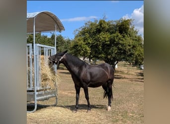 Más ponis/caballos pequeños, Caballo castrado, 10 años, 148 cm, Castaño oscuro
