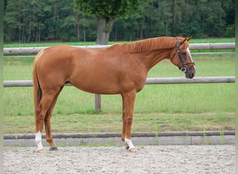 Más ponis/caballos pequeños, Caballo castrado, 10 años, 160 cm, Alazán