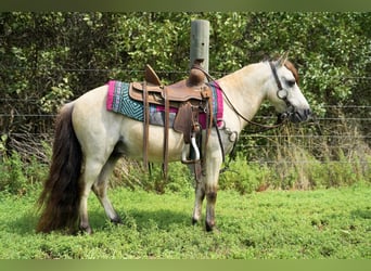 Más ponis/caballos pequeños, Caballo castrado, 10 años, 86 cm, Buckskin/Bayo