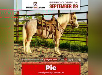 Más ponis/caballos pequeños, Caballo castrado, 10 años, 86 cm, Ruano alazán