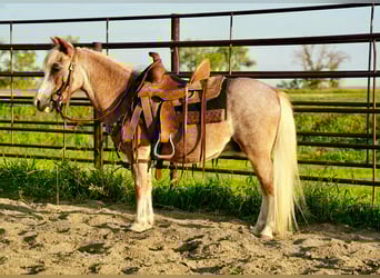 Más ponis/caballos pequeños, Caballo castrado, 10 años, 86 cm, Ruano alazán