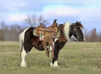 Más ponis/caballos pequeños, Caballo castrado, 10 años, 91 cm, Pío