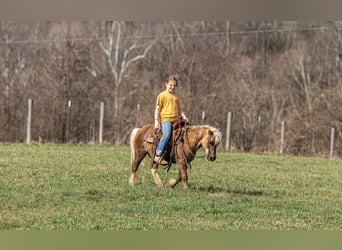 Más ponis/caballos pequeños, Caballo castrado, 10 años, 94 cm, Palomino