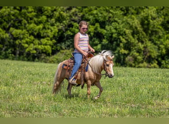 Más ponis/caballos pequeños, Caballo castrado, 10 años, 94 cm, Palomino