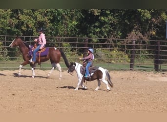 Más ponis/caballos pequeños, Caballo castrado, 10 años, 95 cm, Pío