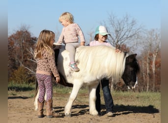 Más ponis/caballos pequeños, Caballo castrado, 10 años, 95 cm, Pío