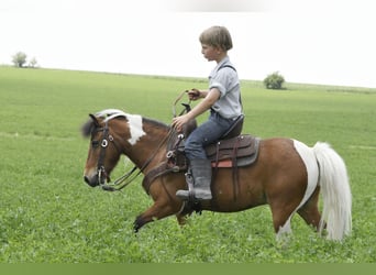 Más ponis/caballos pequeños, Caballo castrado, 10 años, 99 cm, Pío