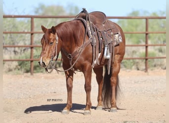 Más ponis/caballos pequeños, Caballo castrado, 10 años, Alazán rojizo