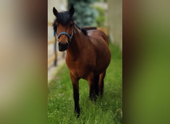 Más ponis/caballos pequeños, Caballo castrado, 10 años, Castaño