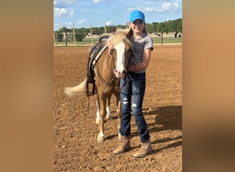 Más ponis/caballos pequeños, Caballo castrado, 10 años, Palomino