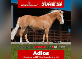 Más ponis/caballos pequeños, Caballo castrado, 10 años, Palomino