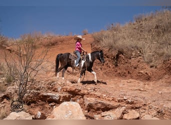 Más ponis/caballos pequeños, Caballo castrado, 10 años, Pío