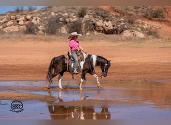 Más ponis/caballos pequeños, Caballo castrado, 10 años, Pío