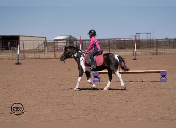 Más ponis/caballos pequeños, Caballo castrado, 10 años, Pío