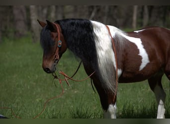 Más ponis/caballos pequeños, Caballo castrado, 10 años, Pío