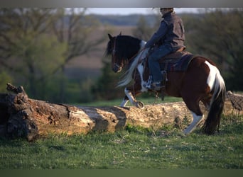 Más ponis/caballos pequeños, Caballo castrado, 10 años, Pío