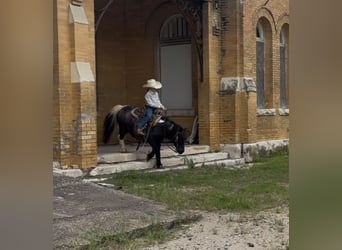 Más ponis/caballos pequeños, Caballo castrado, 11 años, 104 cm