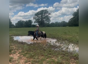 Más ponis/caballos pequeños, Caballo castrado, 11 años, 104 cm