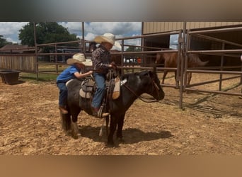 Más ponis/caballos pequeños, Caballo castrado, 11 años, 104 cm