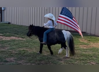 Más ponis/caballos pequeños, Caballo castrado, 11 años, 104 cm