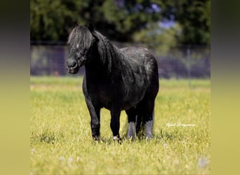 Más ponis/caballos pequeños, Caballo castrado, 11 años, 104 cm