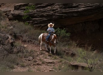 Más ponis/caballos pequeños, Caballo castrado, 11 años, 104 cm, Pío