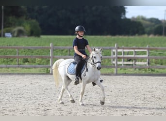 Más ponis/caballos pequeños, Caballo castrado, 11 años, 116 cm, White/Blanco