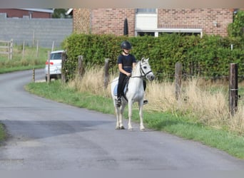 Más ponis/caballos pequeños, Caballo castrado, 11 años, 116 cm, White/Blanco