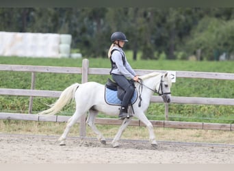 Más ponis/caballos pequeños, Caballo castrado, 11 años, 116 cm, White/Blanco
