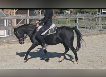 Más ponis/caballos pequeños, Caballo castrado, 11 años, 122 cm, Negro