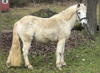 Más ponis/caballos pequeños, Caballo castrado, 11 años, 126 cm, Atigrado/Moteado