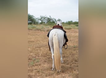 Más ponis/caballos pequeños, Caballo castrado, 11 años, 132 cm, Tordo