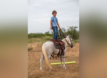 Más ponis/caballos pequeños, Caballo castrado, 11 años, 132 cm, Tordo