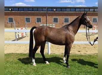 Más ponis/caballos pequeños, Caballo castrado, 11 años, 135 cm, Castaño
