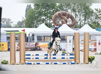 Más ponis/caballos pequeños, Caballo castrado, 11 años, 135 cm, Tordo