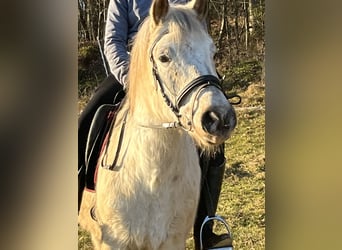 Más ponis/caballos pequeños, Caballo castrado, 11 años, 139 cm, Atigrado/Moteado