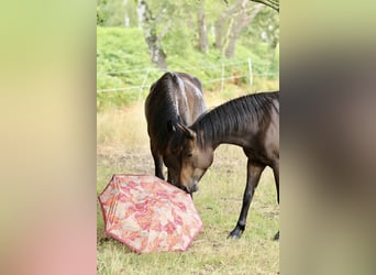 Más ponis/caballos pequeños Mestizo, Caballo castrado, 11 años, 143 cm, Morcillo