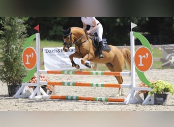 Más ponis/caballos pequeños, Caballo castrado, 11 años, 146 cm, Alazán