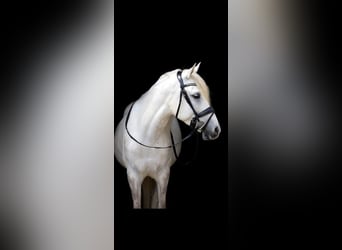 Más ponis/caballos pequeños, Caballo castrado, 11 años, 154 cm, Tordo