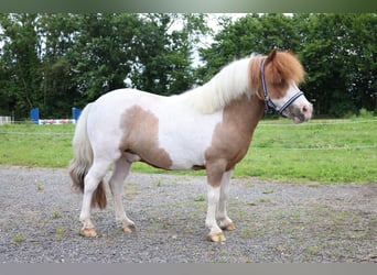 Más ponis/caballos pequeños, Caballo castrado, 11 años, 95 cm