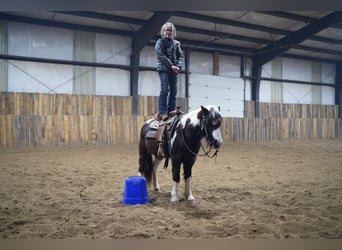 Más ponis/caballos pequeños, Caballo castrado, 12 años, 102 cm, Pío