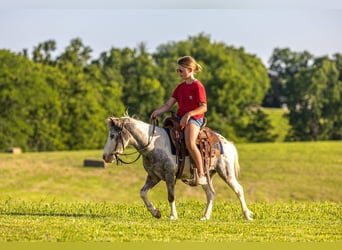 Más ponis/caballos pequeños, Caballo castrado, 12 años, 102 cm, Pío