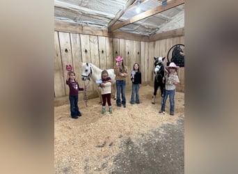 Más ponis/caballos pequeños, Caballo castrado, 12 años, 102 cm, Pío