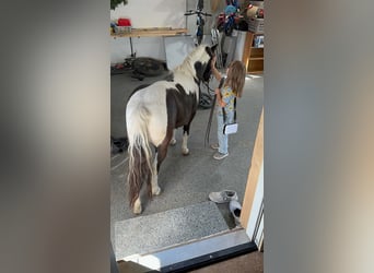 Más ponis/caballos pequeños, Caballo castrado, 12 años, 102 cm, Pío